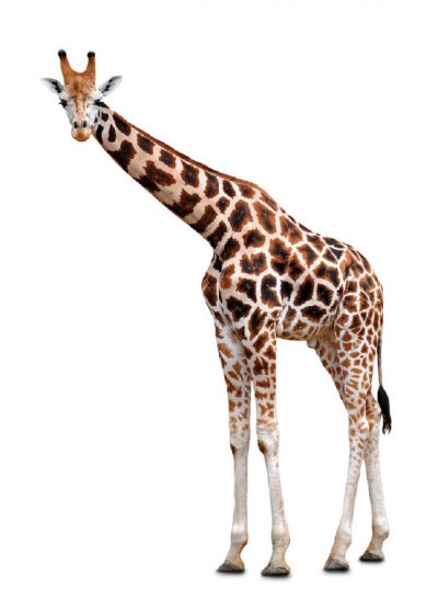 giraffe-med