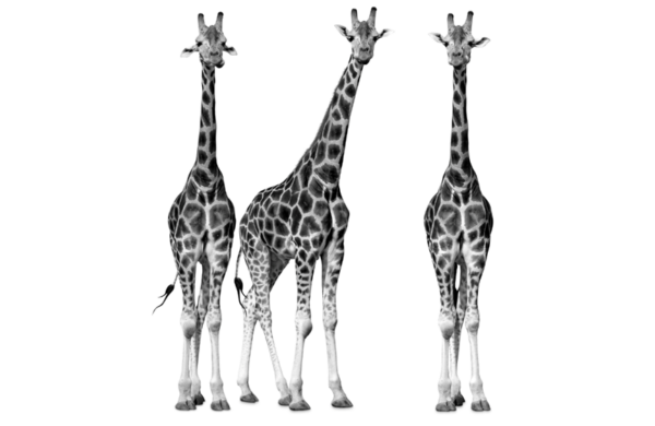 Giraffes