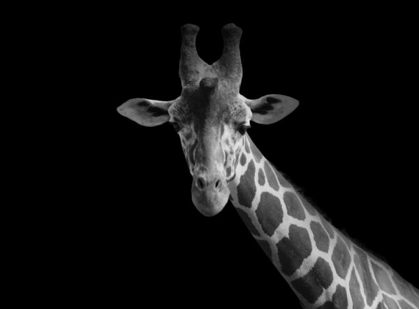 Giraffe In Black And White