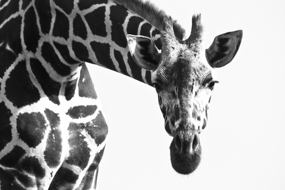 Portrait Of A Reticulated Giraffe